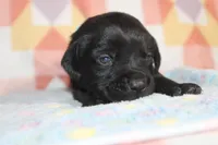 Buba, a male Labrador Retriever for sale in Kansas City, MO – Photo 4 of 8