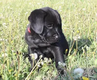 Buba, a male Labrador Retriever and Goldador for sale in Tulsa, OK – Photo 3 of 10