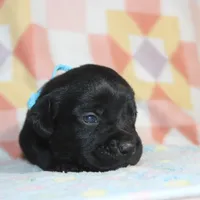 Buba, a male Labrador Retriever and Goldador for sale in Denver, CO – Photo 3 of 8