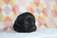Buba, a male Labrador Retriever for sale in Kansas City, MO – Photo 3 of 8