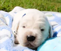 Cooper, a male English Cream Golden Retriever for sale in Kansas City, MO – 1 of 9
