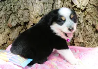 Jessie, a female Miniature Australian Shepherd for sale in Kansas City, MO – 2 of 3