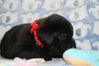 River, a male Labrador Retriever and English Cream Golden Retriever for sale in Kansas City, MO – 4 of 6
