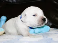Cooper, a male English Cream Golden Retriever for sale in Kansas City, MO – 4 of 9