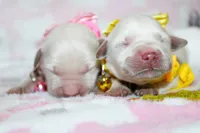 Hazel, a female English Cream Golden Retriever for sale in Kansas City, MO – 3 of 6