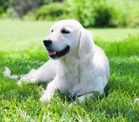 Upcoming Litter! Show quality!, a  English Cream Golden Retriever for sale in Kansas City, MO – 5 of 9
