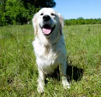 Dreamy Creams, a  English Cream Golden Retriever for sale in Kansas City, MO – 1 of 10