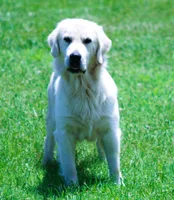 Upcoming Litter! Show quality!, a  English Cream Golden Retriever for sale in Kansas City, MO – 7 of 9