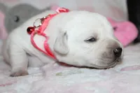 Susie, a female Labrador Retriever and English Cream Golden Retriever for sale in Kansas City, MO – 6 of 10