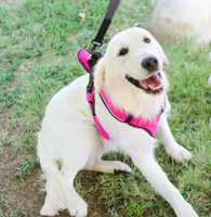 Golden Dreams!💝💖, a  English Cream Golden Retriever for sale in Kansas City, MO – 2 of 10
