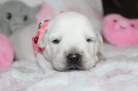 Susie, a female Labrador Retriever and English Cream Golden Retriever for sale in Kansas City, MO – 4 of 10
