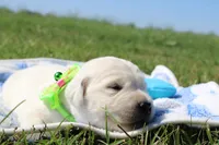 Cooper, a male English Cream Golden Retriever for sale in Kansas City, MO – 8 of 9