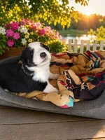 Cookie🥰, a female Miniature Australian Shepherd for sale in Kansas City, MO – 1 of 3