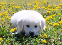 Roland, a male English Cream Golden Retriever for sale in Denver, CO – Photo 10 of 10