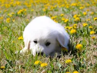 Roland, a male English Cream Golden Retriever for sale in Denver, CO – Photo 8 of 10