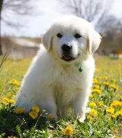 Roland, a male English Cream Golden Retriever for sale in Denver, CO – Photo 9 of 10