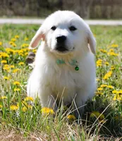 Roland, a male English Cream Golden Retriever for sale in Denver, CO – Photo 7 of 10