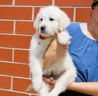 Buster, a male English Cream Golden Retriever for sale in Kansas City, MO – Photo 2 of 4
