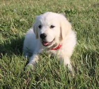 Roland, a male English Cream Golden Retriever for sale in Kansas City, MO – Photo 5 of 6