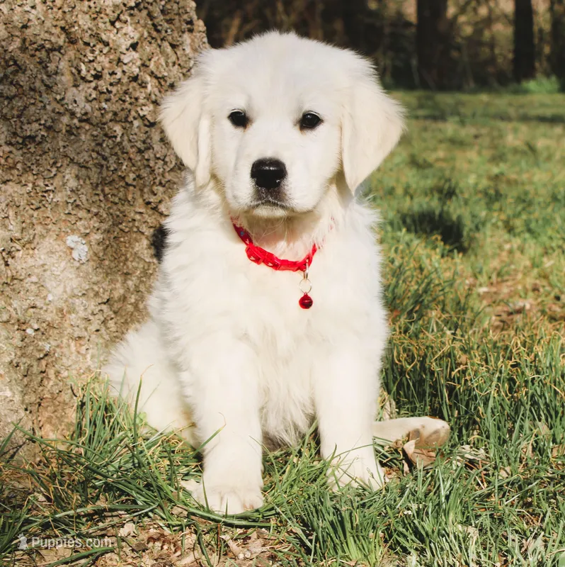 Roland – English Cream Golden Retriever puppy for sale in Tulsa, OK