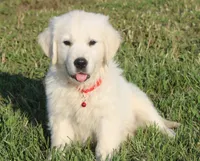 Roland, a male English Cream Golden Retriever for sale in Kansas City, MO – Photo 2 of 6