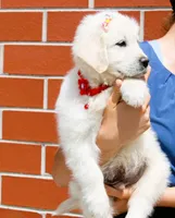 Buster, a male English Cream Golden Retriever for sale in Kansas City, MO – Photo 4 of 4