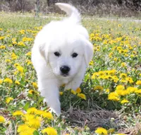 Roland, a male English Cream Golden Retriever for sale in Denver, CO – Photo 1 of 10