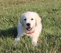 Roland, a male English Cream Golden Retriever for sale in Kansas City, MO – Photo 3 of 6