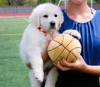 Buster, a male English Cream Golden Retriever for sale in Kansas City, MO – Photo 3 of 4
