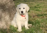 Roland, a male English Cream Golden Retriever for sale in Kansas City, MO – Photo 4 of 6