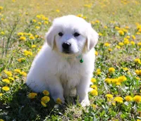 Roland, a male English Cream Golden Retriever for sale in Denver, CO – Photo 2 of 10