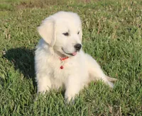 Roland, a male English Cream Golden Retriever for sale in Kansas City, MO – Photo 6 of 6