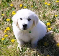 Roland, a male English Cream Golden Retriever for sale in Denver, CO – Photo 6 of 10