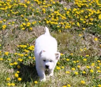 Roland, a male English Cream Golden Retriever for sale in Denver, CO – Photo 3 of 10