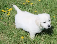 Roland, a male English Cream Golden Retriever for sale in Denver, CO – Photo 4 of 10