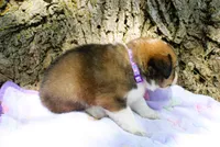 Trixie, a female Miniature Australian Shepherd for sale in Kansas City, MO – 4 of 5