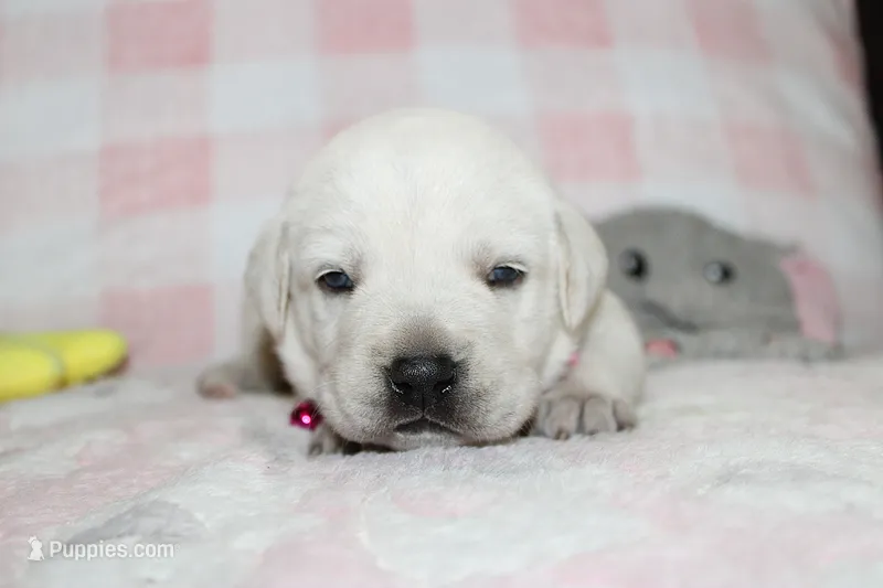 Susie – Labrador Retriever, English Cream Golden Retriever puppy for sale in Kansas City, MO