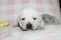 Susie, a female Labrador Retriever and English Cream Golden Retriever for sale in Kansas City, MO – 1 of 9