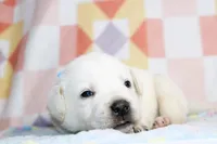 Marco, a male Labrador Retriever for sale in Kansas City, MO – Photo 2 of 7