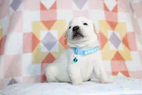 Marco, a male Labrador Retriever for sale in Kansas City, MO – Photo 5 of 7