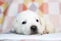 Marco, a male Labrador Retriever for sale in Kansas City, MO – Photo 1 of 7