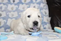 4th choice male, a male English Cream Golden Retriever for sale in Kansas City, MO – 3 of 10