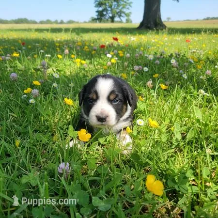 Ranger – Miniature Australian Shepherd puppy for sale in Kansas City, MO