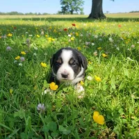 Ranger, a male Miniature Australian Shepherd for sale in Kansas City, MO – 1 of 1