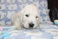 4th choice male, a male English Cream Golden Retriever for sale in Kansas City, MO – 7 of 10