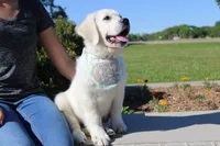 Dreamy Creams, a  English Cream Golden Retriever for sale in Kansas City, MO – 10 of 10