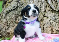 Freckles, a female Miniature Australian Shepherd for sale in Kansas City, MO – 4 of 5