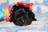 River, a male Labrador Retriever and English Cream Golden Retriever for sale in Kansas City, MO – 4 of 8