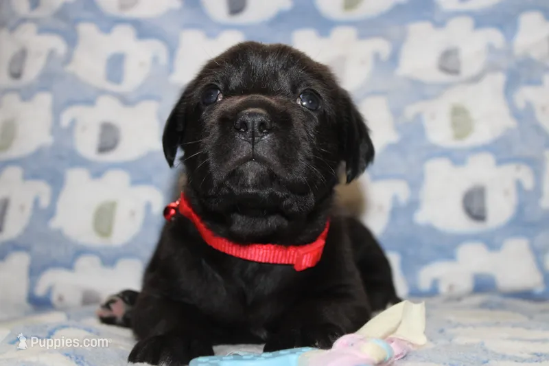 River – Labrador Retriever, English Cream Golden Retriever puppy for sale in Kansas City, MO
