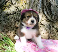 Trixie, a female Miniature Australian Shepherd for sale in Kansas City, MO – 1 of 5